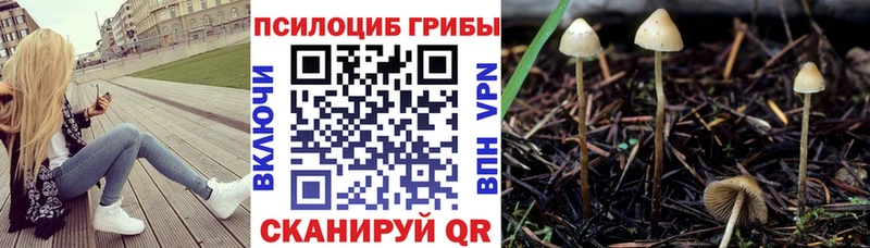 Псилоцибиновые грибы Psilocybe  купить наркотик  Холм 